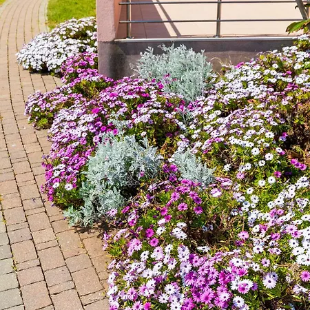 Daisy With A Garden *