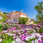Daisy With A Garden