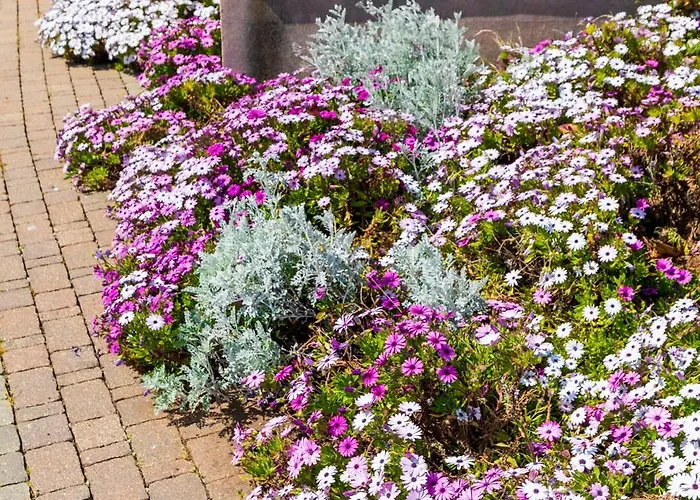 Daisy With A Garden *